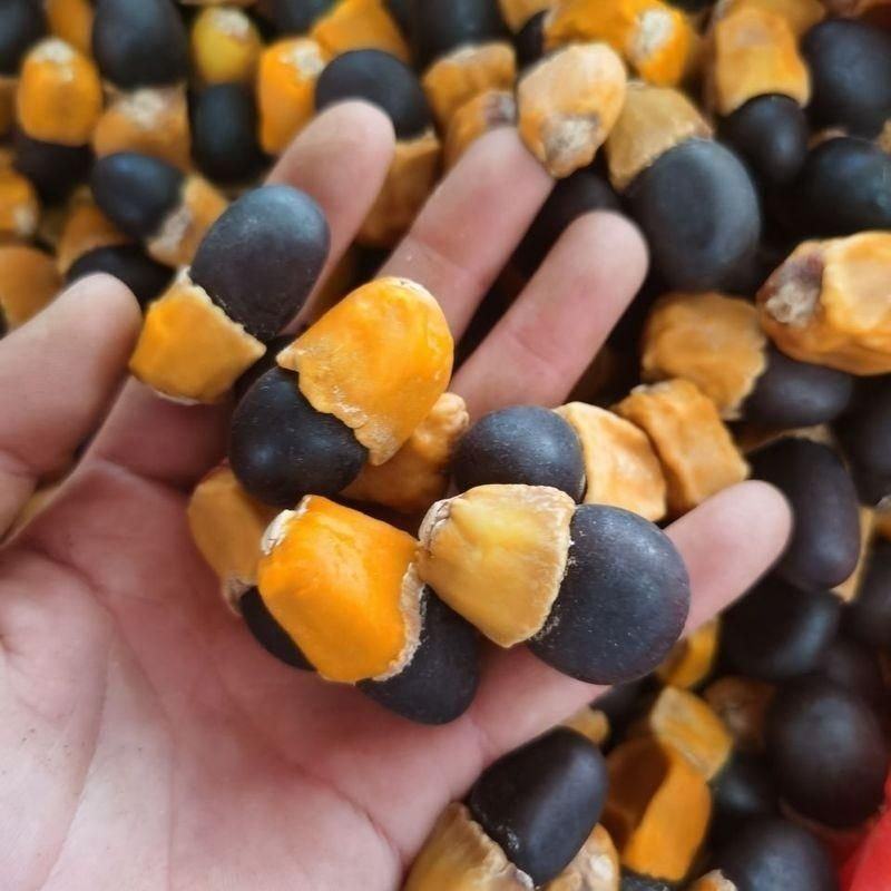 中药材马牙果