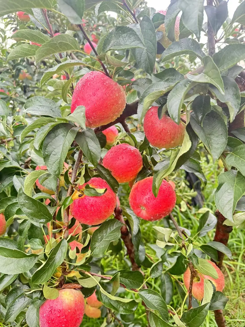 《冰糖心丑苹果》邵通高山苹果新鲜苹果大量上市支持一件代