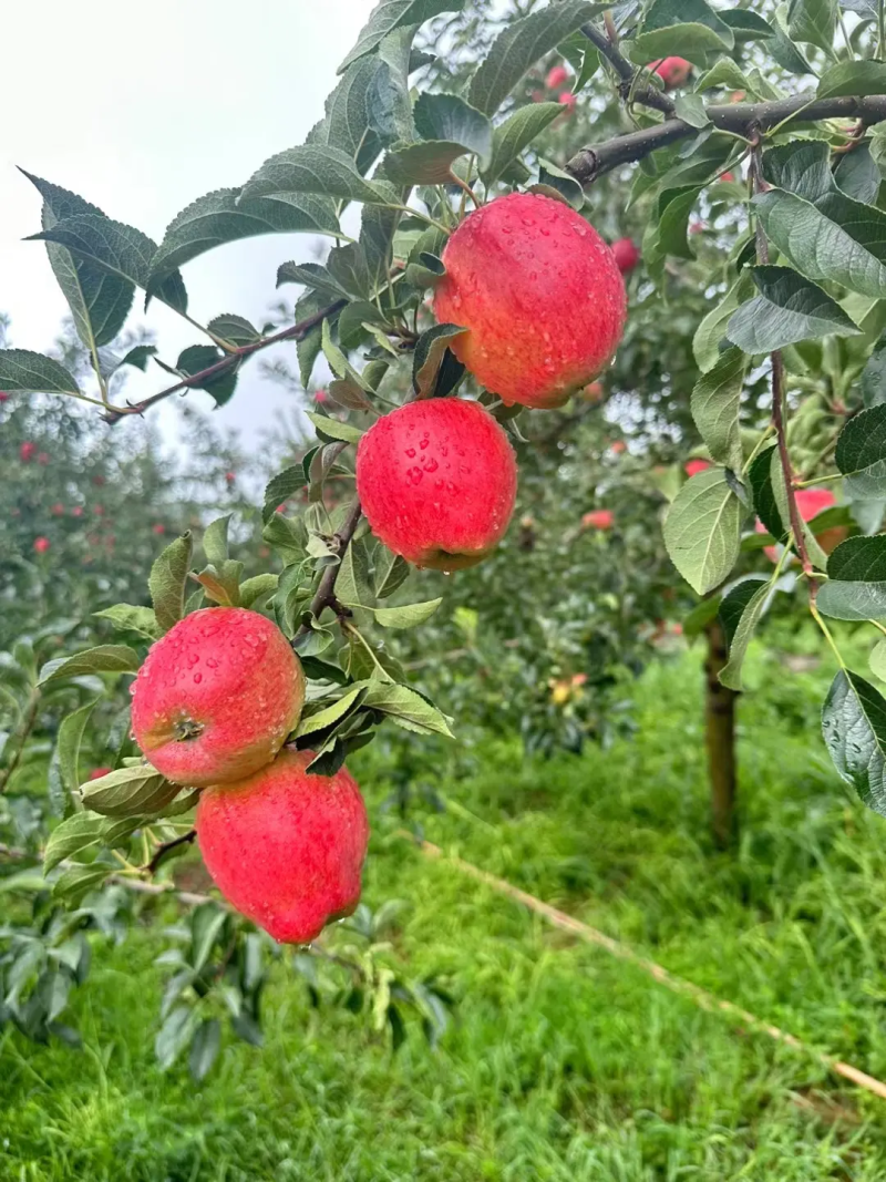 《冰糖心丑苹果》邵通高山苹果新鲜苹果大量上市支持一件代