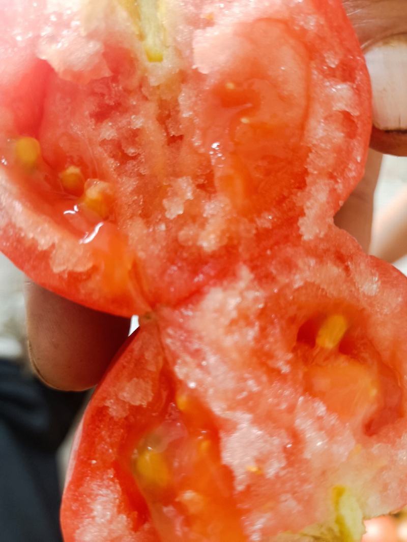 硬粉西红柿