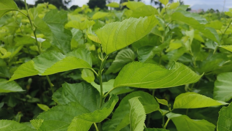 广东新鲜桑叶蚕宝宝桑树叶小蚕叶大蚕叶养蚕桑树批发可谈