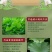 荷叶茶2025年新荷叶颗粒微山湖区荷叶茶加工厂