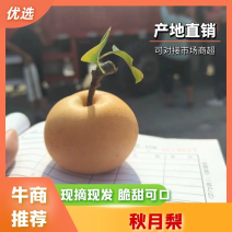秋月梨大量上市品质保证量大从优一手货源