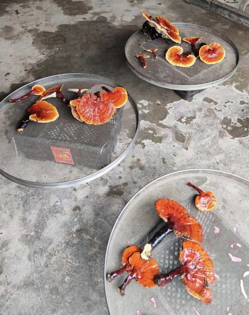白灵芝（源自中缅边境，干鲜货均有）海拔1800米