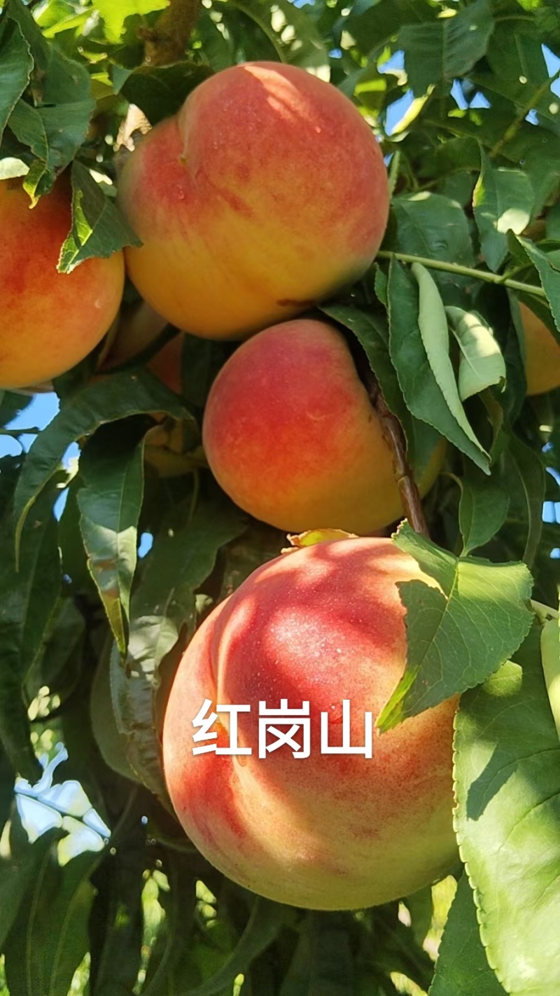自家桃园50亩无任何费用年产量150吨，欢迎各位老板采购