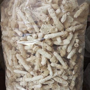贵州织金竹荪