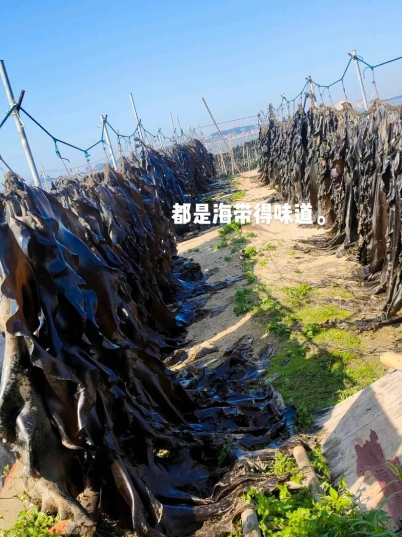 福建新货厚海带天然日晒无沙干海带自家种植