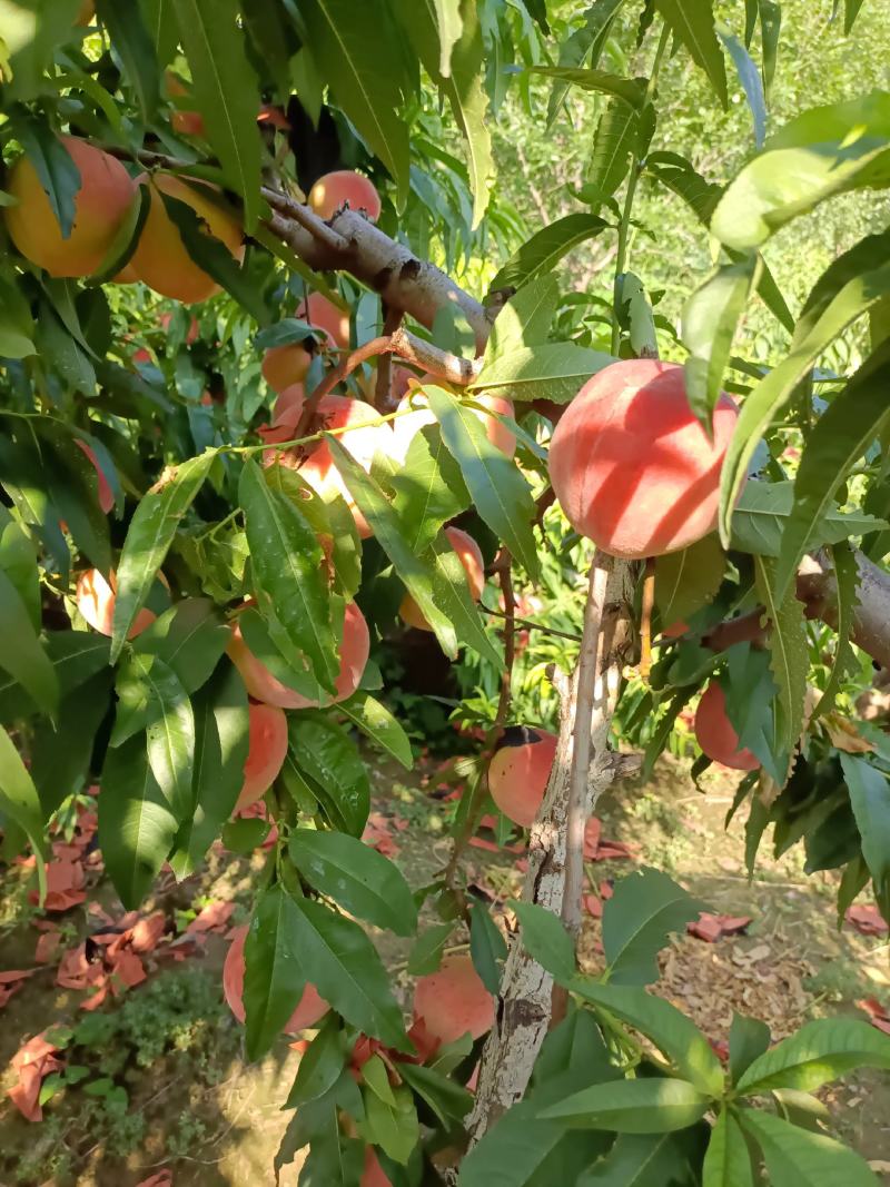 北京14号桃