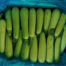 优选西葫芦，西葫芦基地直发，品质优良，诚信商家，欢迎来电
