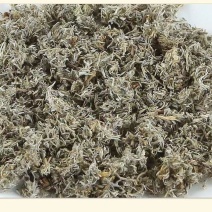 中药材茵陈绵茵陈