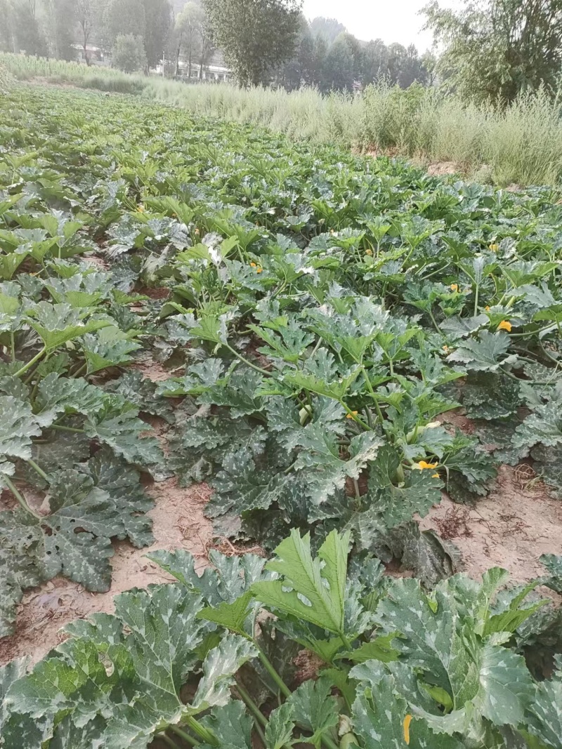 优选西葫芦，西葫芦基地直发，品质优良，诚信商家，欢迎来电