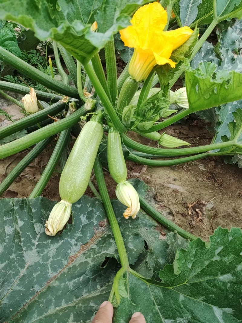 优选西葫芦，西葫芦基地直发，品质优良，诚信商家，欢迎来电