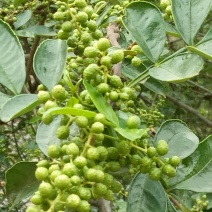 云南高山青花椒