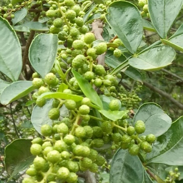 云南高山青花椒