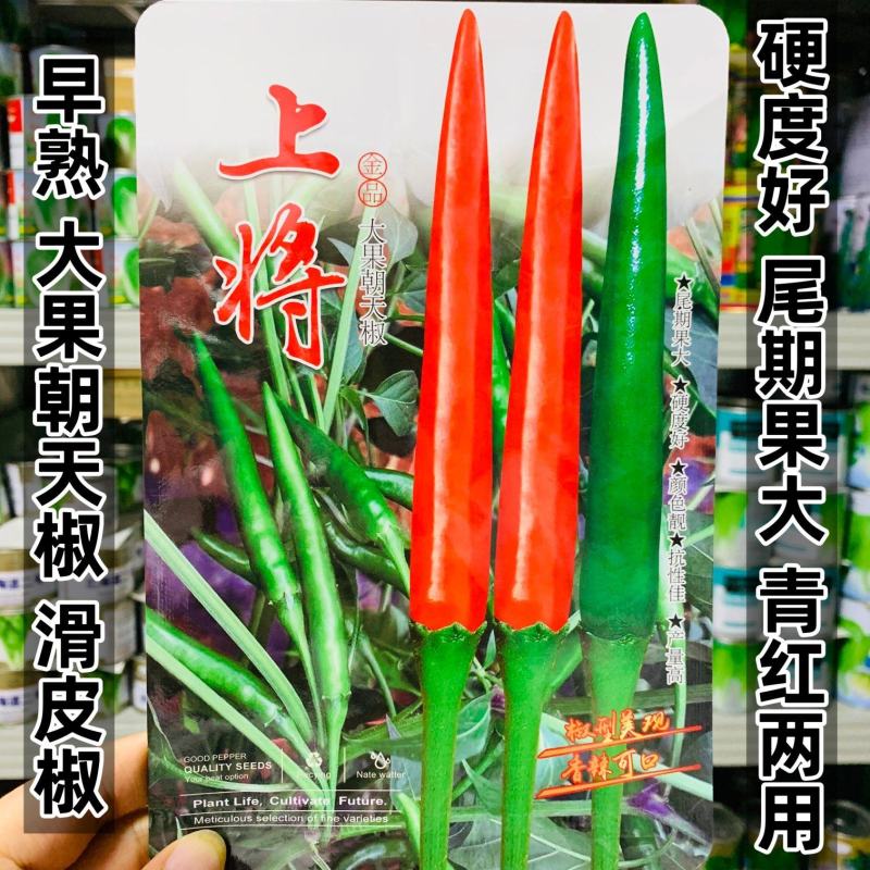 新品种上将朝天椒种子大果型朝天椒种籽青红两用辣度高硬度好