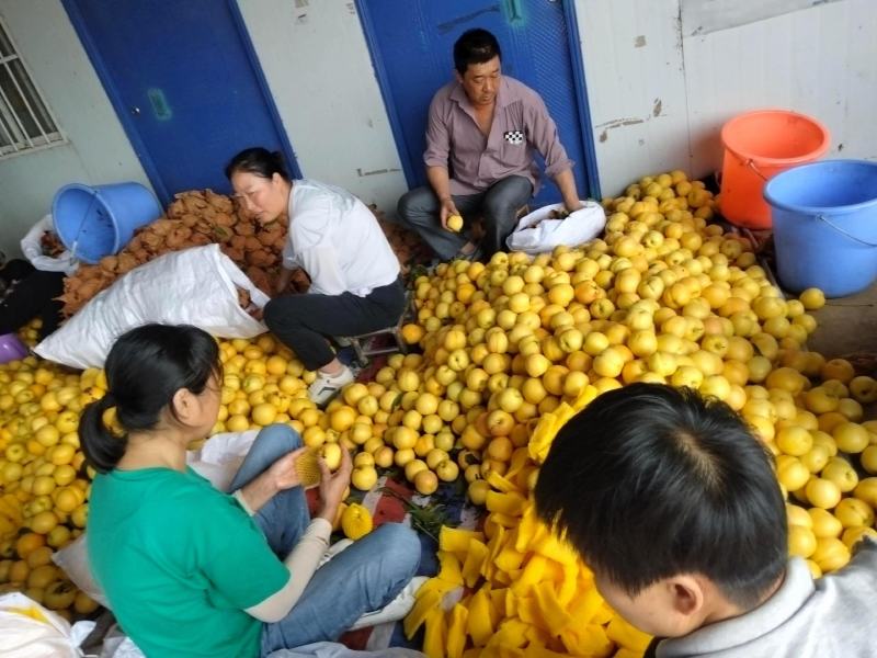 中油油桃八号价格可谈油桃近期价格好