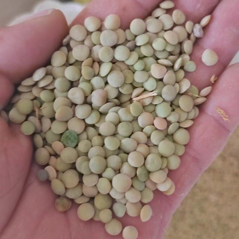 旧小扁豆有需要的联系