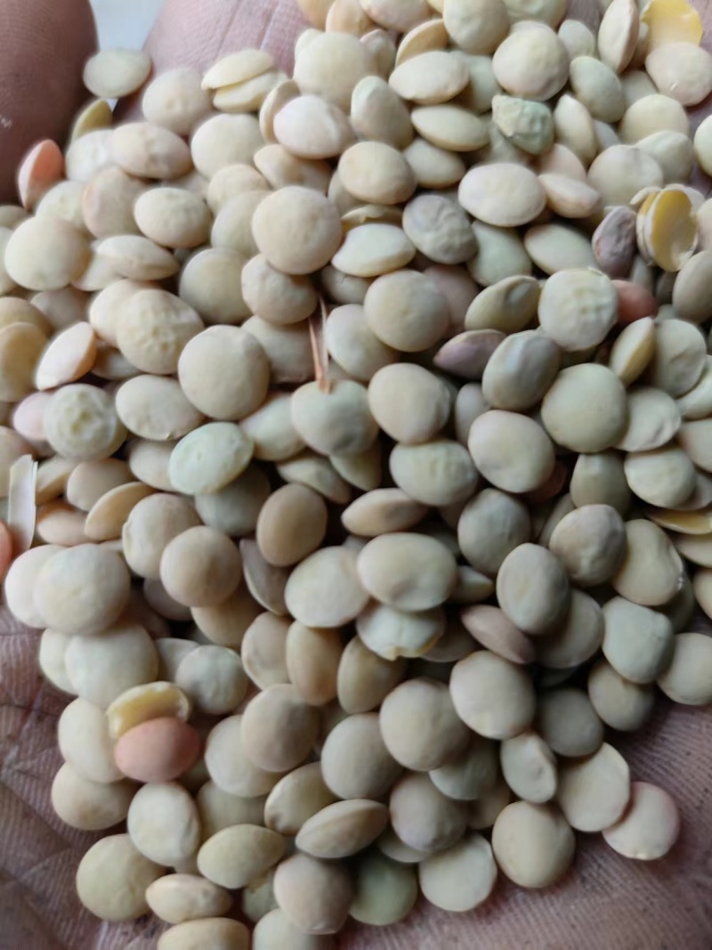 旧小扁豆有需要的联系