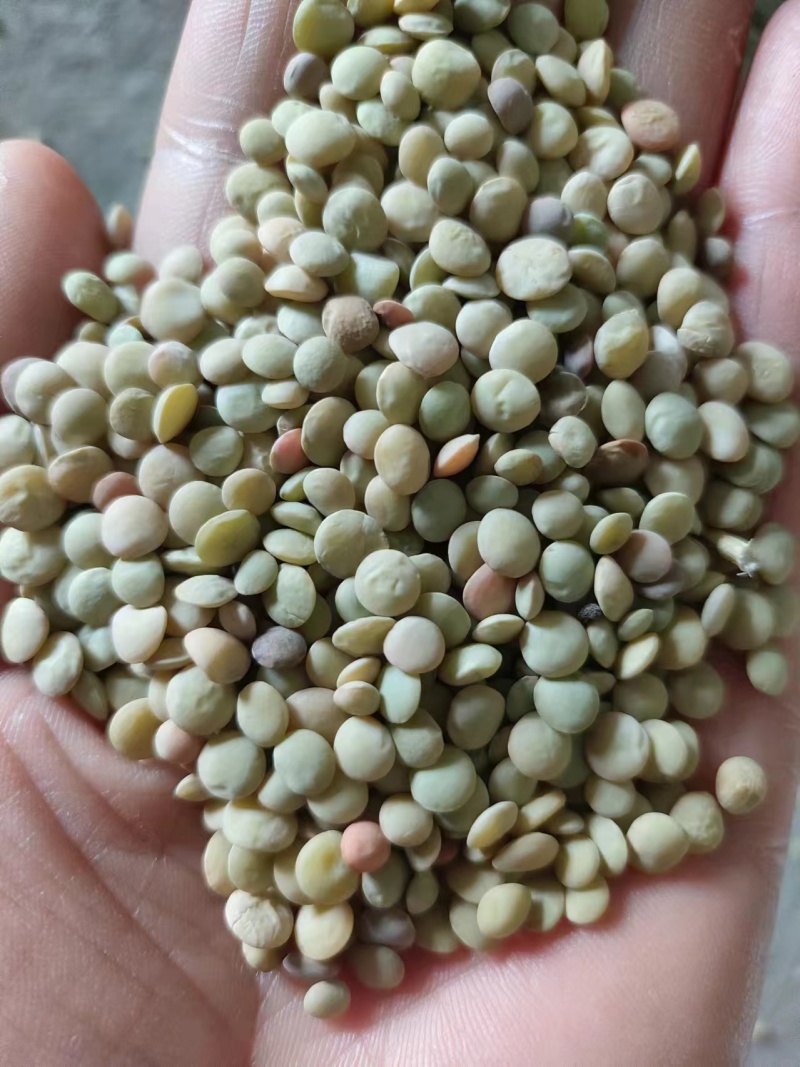 旧小扁豆有需要的联系