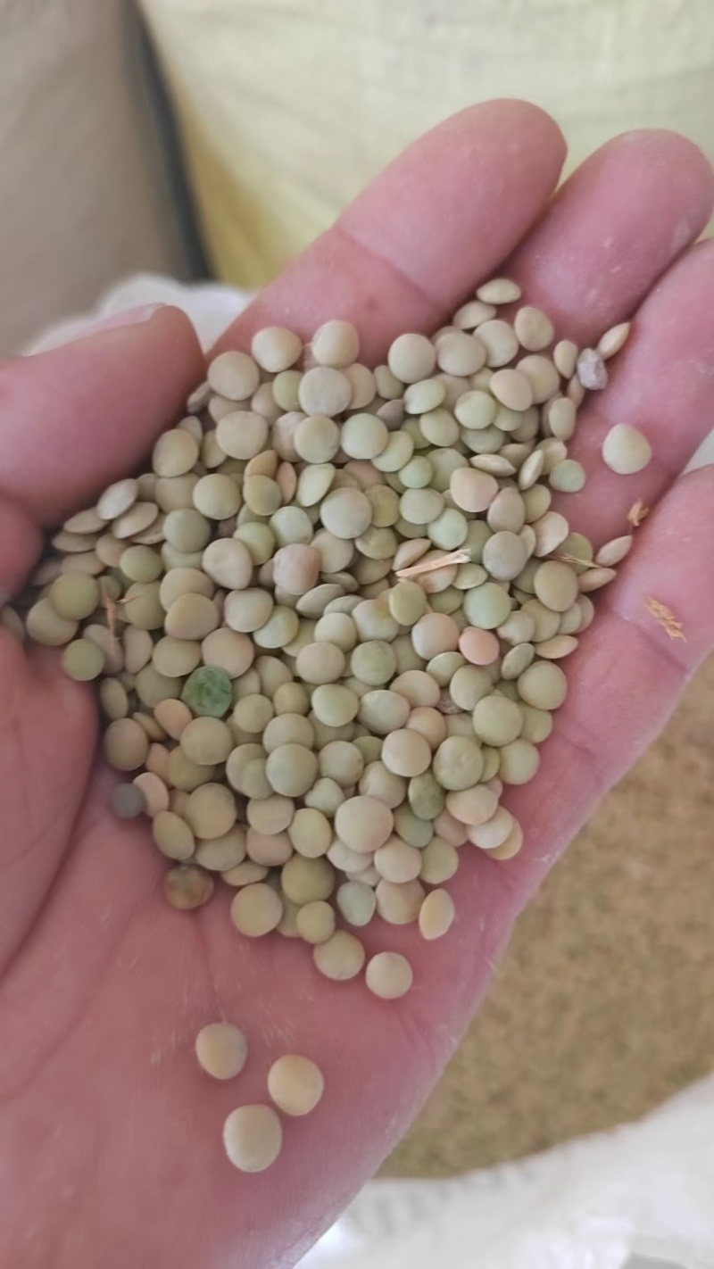 旧小扁豆有需要的联系