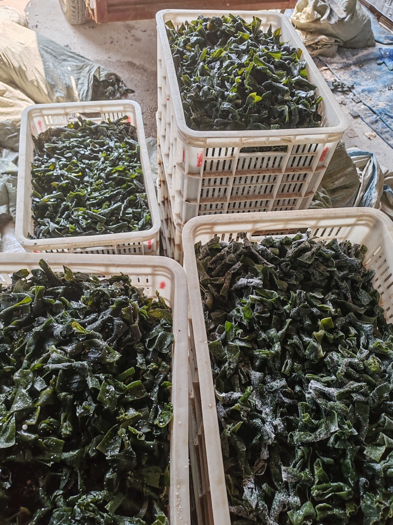 海带结，海带扣货源充足产地直销一手货源批发全国市场需求