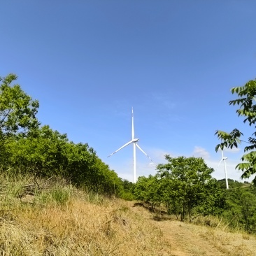 挂哥核桃树，占地核桃树。树围10~30cm.直径