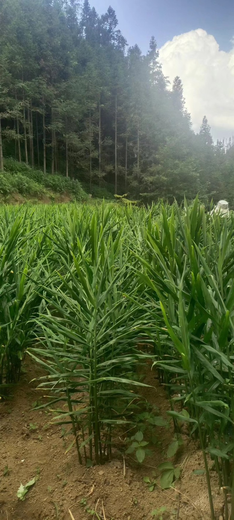 贵州生姜鲜姜精品生姜保质保量货源充足