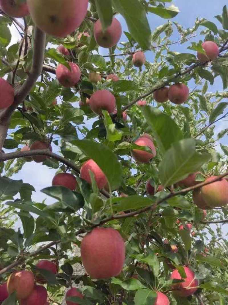 陕西早熟红思尼克上市了