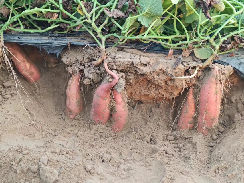 富硒烟薯的采收与分拣