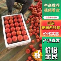【推荐】山东硬粉西红柿产地直发货量大价格优惠