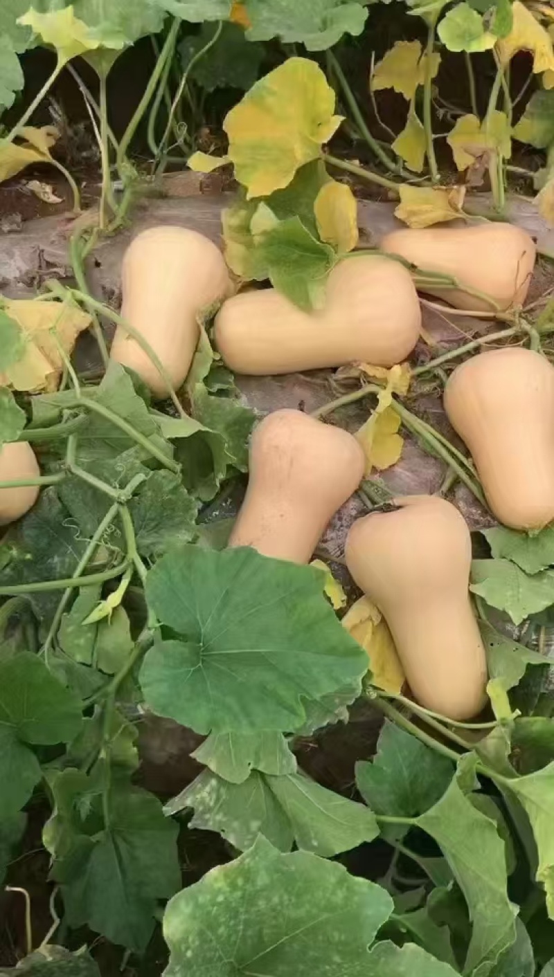 奶油南瓜