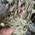 野生狸尾草