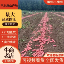 【唐山沙地】烟薯25，河北万亩基地，蜜薯货源充足对接全国