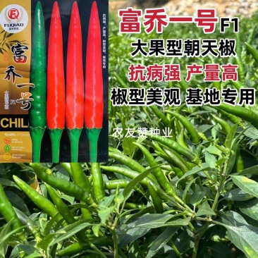 云南热卖富乔一号辣椒大果朝天椒种子高产抗病泰国朝天椒种籽