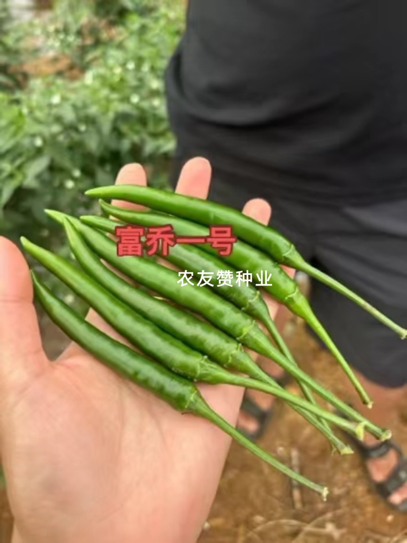 云南热卖富乔一号辣椒大果朝天椒种子高产抗病泰国朝天椒种籽