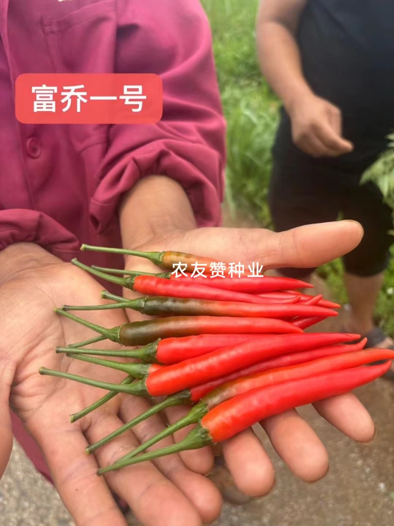 云南热卖富乔一号辣椒大果朝天椒种子高产抗病泰国朝天椒种籽