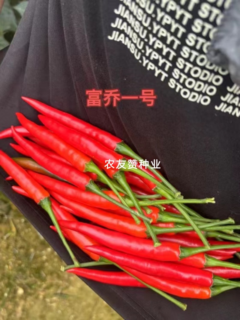 云南热卖富乔一号辣椒大果朝天椒种子高产抗病泰国朝天椒种籽