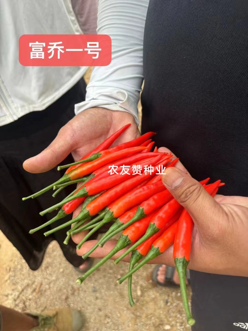 云南热卖富乔一号辣椒大果朝天椒种子高产抗病泰国朝天椒种籽