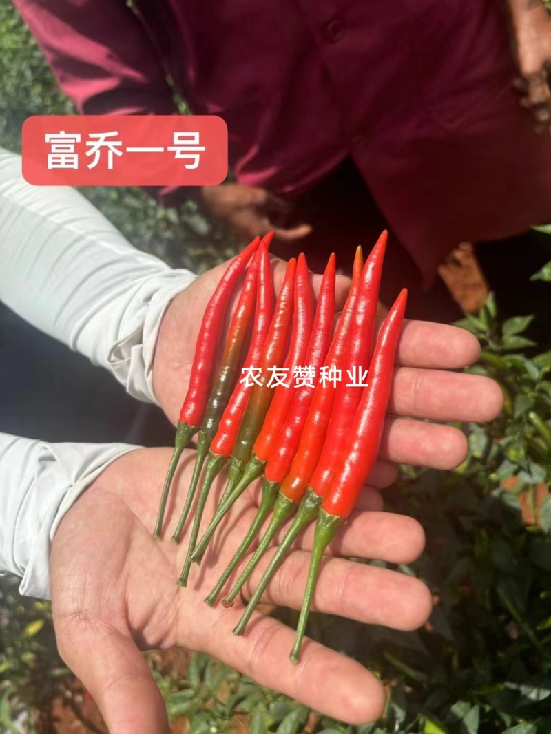 云南热卖富乔一号辣椒大果朝天椒种子高产抗病泰国朝天椒种籽