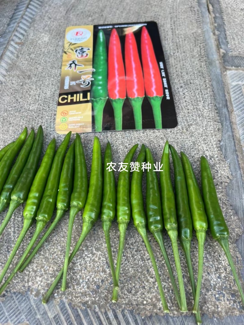 云南热卖富乔一号辣椒大果朝天椒种子高产抗病泰国朝天椒种籽
