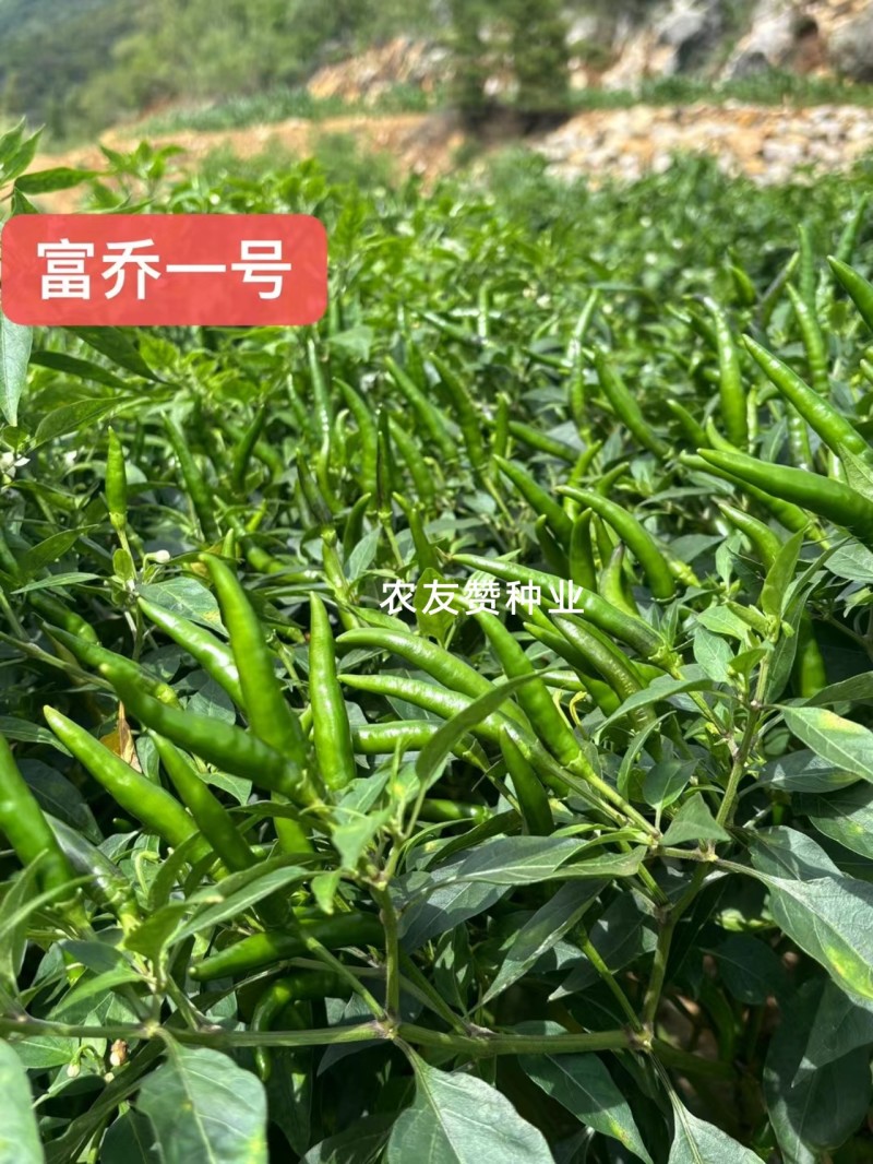 云南热卖富乔一号辣椒大果朝天椒种子高产抗病泰国朝天椒种籽