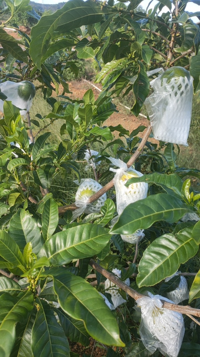 黄晶果，找采购商，有意者联系