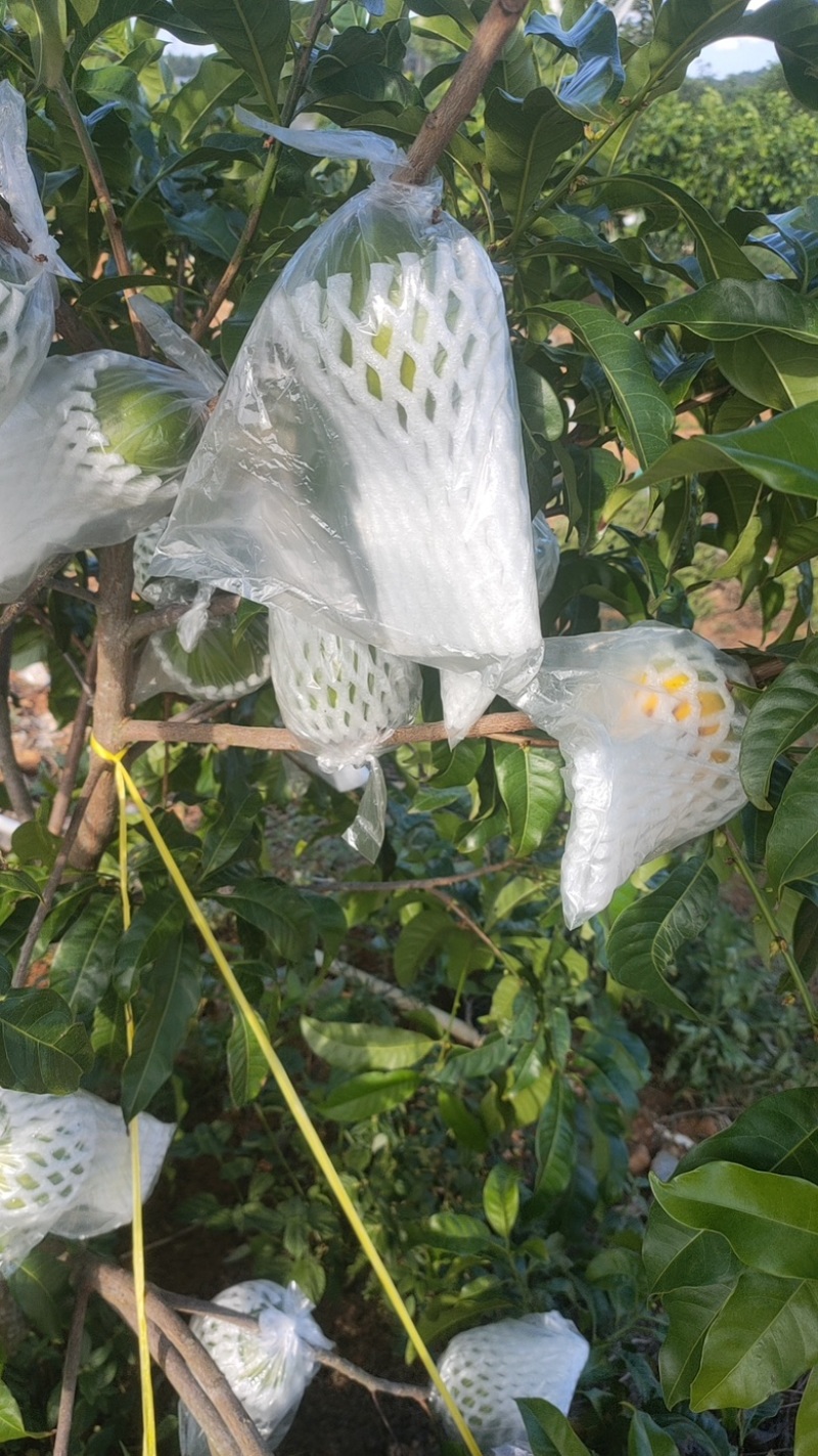 黄晶果，找采购商，有意者联系