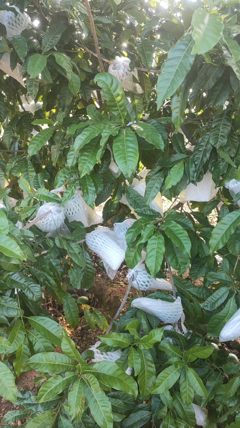 黄晶果，找采购商，有意者联系