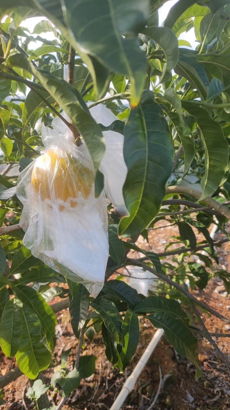 黄晶果，找采购商，有意者联系