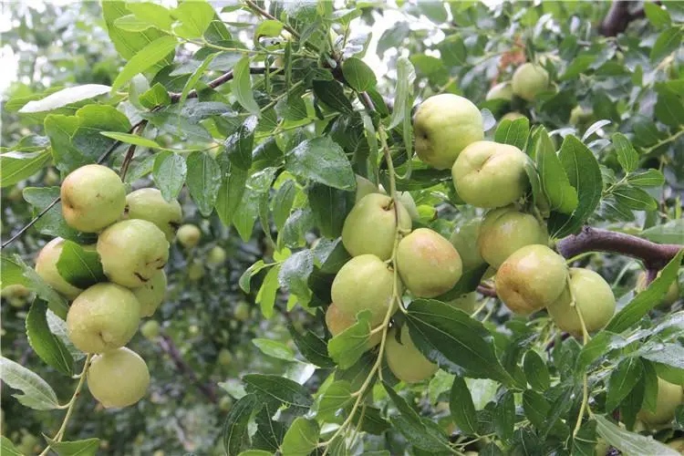 冬枣果园采摘图