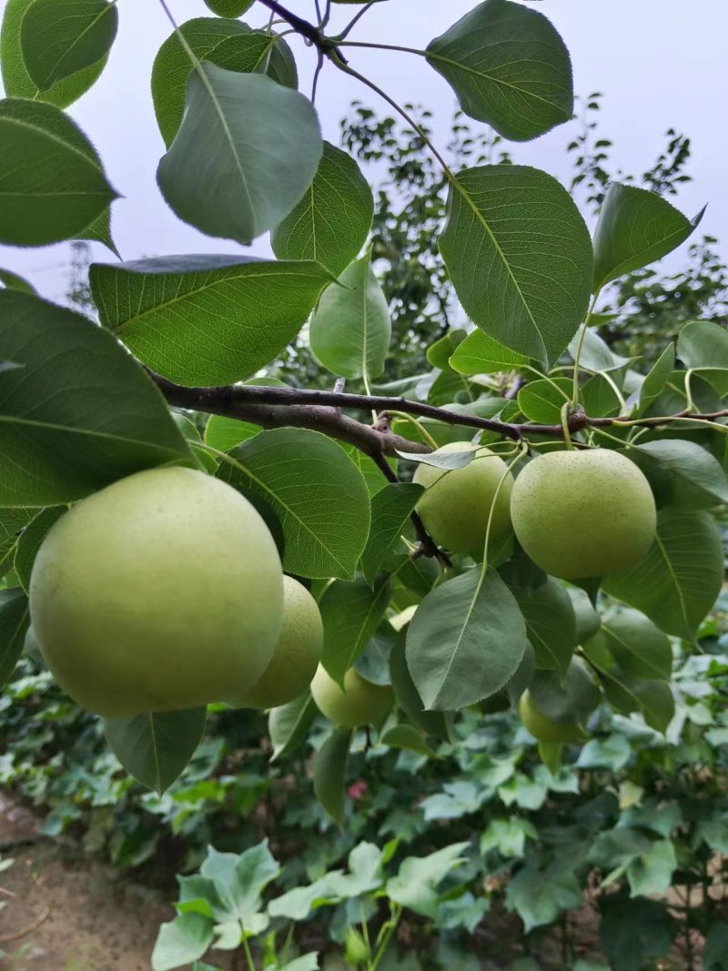 代收代发