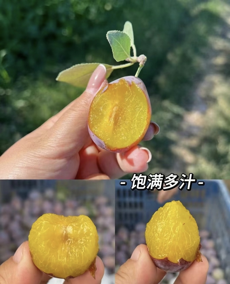 四川西梅大量上市中，果肉爆满多汁，核小肉厚，各种渠道对接