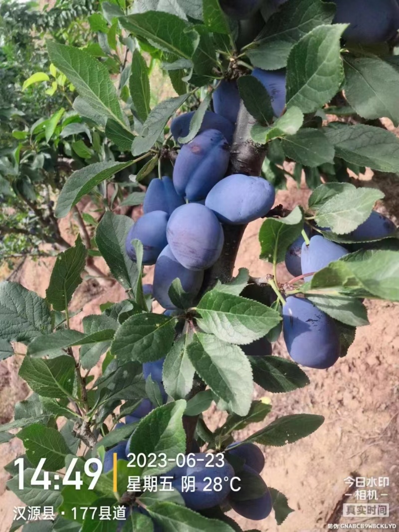 四川西梅大量上市中，果肉爆满多汁，核小肉厚，各种渠道对接