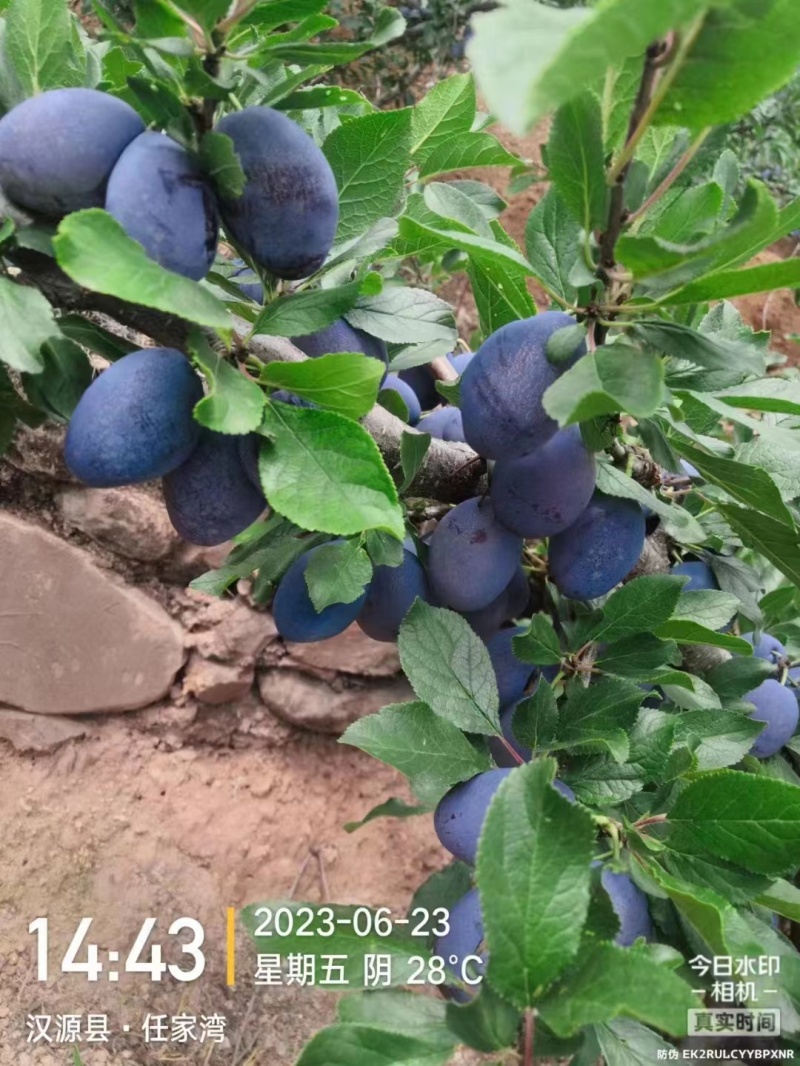 四川西梅大量上市中，果肉爆满多汁，核小肉厚，各种渠道对接
